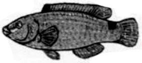 Ctenolabrus rupestris